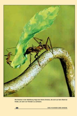 Die Ameise in der Abbildung trägt eine kleine Ameise, die sich auf dem Blatt be-
findet, um sich vor Feinden zu schützen.
DAS WUNDER DER AMEISE56
 