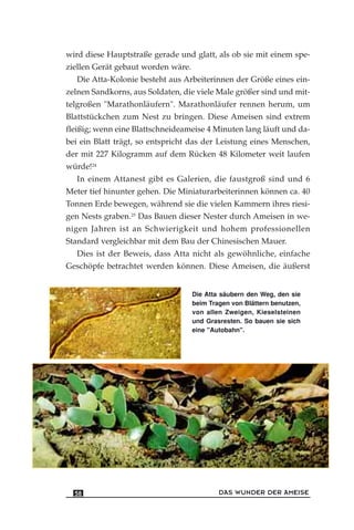 wird diese Hauptstraße gerade und glatt, als ob sie mit einem spe-
ziellen Gerät gebaut worden wäre.
Die Atta-Kolonie besteht aus Arbeiterinnen der Größe eines ein-
zelnen Sandkorns, aus Soldaten, die viele Male größer sind und mit-
telgroßen "Marathonläufern". Marathonläufer rennen herum, um
Blattstückchen zum Nest zu bringen. Diese Ameisen sind extrem
fleißig; wenn eine Blattschneideameise 4 Minuten lang läuft und da-
bei ein Blatt trägt, so entspricht das der Leistung eines Menschen,
der mit 227 Kilogramm auf dem Rücken 48 Kilometer weit laufen
würde!24
In einem Attanest gibt es Galerien, die faustgroß sind und 6
Meter tief hinunter gehen. Die Miniaturarbeiterinnen können ca. 40
Tonnen Erde bewegen, während sie die vielen Kammern ihres riesi-
gen Nests graben.25
Das Bauen dieser Nester durch Ameisen in we-
nigen Jahren ist an Schwierigkeit und hohem professionellen
Standard vergleichbar mit dem Bau der Chinesischen Mauer.
Dies ist der Beweis, dass Atta nicht als gewöhnliche, einfache
Geschöpfe betrachtet werden können. Diese Ameisen, die äußerst
DAS WUNDER DER AMEISE58
Die Atta säubern den Weg, den sie
beim Tragen von Blättern benutzen,
von allen Zweigen, Kieselsteinen
und Grasresten. So bauen sie sich
eine "Autobahn".
 