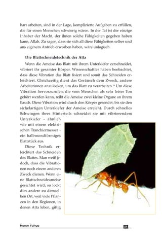 hart arbeiten, sind in der Lage, komplizierte Aufgaben zu erfüllen,
die für einen Menschen schwierig wären. In der Tat ist der einzige
Inhaber der Macht, der ihnen solche Fähigkeiten gegeben haben
kann, Allah. Zu sagen, dass sie sich all diese Fähigkeiten selber und
aus eigenem Antrieb erworben haben, wäre unlogisch.
Die Blattschneidetechnik der Atta
Wenn die Ameise das Blatt mit ihrem Unterkiefer zerschneidet,
vibriert ihr gesamter Körper. Wissenschaftler haben beobachtet,
dass diese Vibration das Blatt fixiert und somit das Schneiden er-
leichtert. Gleichzeitig dient das Geräusch dem Zweck, andere
Arbeiterinnen anzulocken, um das Blatt zu verarbeiten.26
Um diese
Vibration hervorzurufen, die vom Menschen als sehr leiser Ton
gehört werden kann, reibt die Ameise zwei kleine Organe an ihrem
Bauch. Diese Vibration wird durch den Körper gesendet, bis sie den
sichelartigen Unterkiefer der Ameise erreicht. Durch schnelles
Schwingen ihres Hinterteils schneidet sie mit vibrierendem
Unterkiefer - ähnlich
wie mit einem elektri-
schen Tranchiermesser -
ein halbmondförmiges
Blattstück aus.
Diese Technik er-
leichtert das Schneiden
des Blattes. Man weiß je-
doch, dass die Vibratio-
nen noch einem anderen
Zweck dienen. Wenn ei-
ne Blattschneideameise
gesichtet wird, so lockt
dies andere zu demsel-
ben Ort, weil viele Pflan-
zen in den Regionen, in
denen Atta leben, giftig
59Harun Yahya
 