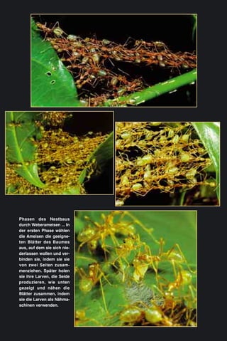 Phasen des Nestbaus
durch Weberameisen ... In
der ersten Phase wählen
die Ameisen die geeigne-
ten Blätter des Baumes
aus, auf dem sie sich nie-
derlassen wollen und ver-
binden sie, indem sie sie
von zwei Seiten zusam-
menziehen. Später holen
sie ihre Larven, die Seide
produzieren, wie unten
gezeigt und nähen die
Blätter zusammen, indem
sie die Larven als Nähma-
schinen verwenden.
 