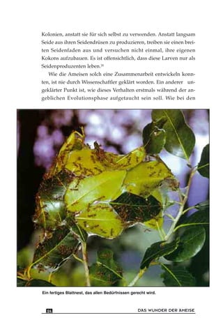 Kolonien, anstatt sie für sich selbst zu verwenden. Anstatt langsam
Seide aus ihren Seidendrüsen zu produzieren, treiben sie einen brei-
ten Seidenfaden aus und versuchen nicht einmal, ihre eigenen
Kokons aufzubauen. Es ist offensichtlich, dass diese Larven nur als
Seidenproduzenten leben.28
Wie die Ameisen solch eine Zusammenarbeit entwickeln konn-
ten, ist nie durch Wissenschaftler geklärt worden. Ein anderer un-
geklärter Punkt ist, wie dieses Verhalten erstmals während der an-
geblichen Evolutionsphase aufgetaucht sein soll. Wie bei den
DAS WUNDER DER AMEISE64
Ein fertiges Blattnest, das allen Bedürfnissen gerecht wird.
 