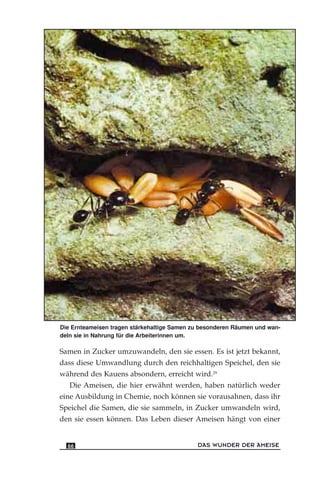 Samen in Zucker umzuwandeln, den sie essen. Es ist jetzt bekannt,
dass diese Umwandlung durch den reichhaltigen Speichel, den sie
während des Kauens absondern, erreicht wird.29
Die Ameisen, die hier erwähnt werden, haben natürlich weder
eine Ausbildung in Chemie, noch können sie vorausahnen, dass ihr
Speichel die Samen, die sie sammeln, in Zucker umwandeln wird,
den sie essen können. Das Leben dieser Ameisen hängt von einer
DAS WUNDER DER AMEISE66
Die Ernteameisen tragen stärkehaltige Samen zu besonderen Räumen und wan-
deln sie in Nahrung für die Arbeiterinnen um.
 