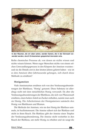 Reihe chemischer Prozesse ab, von denen sie nichts wissen und
nichts wissen können. Wenn sogar Menschen nichts von einem sol-
chen Umwandlungsprozess in den Körpern der Ameisen wussten -
und sie die Details erst in den letzten Jahren gelernt haben - wie ist
es den Ameisen über Jahrtausende gelungen, sich durch diese
Methode zu ernähren?
Honigameisen
Viele Ameisenarten ernähren sich von den Verdauungsabsonde-
rungen der Blattläuse, "Honig" genannt. Diese Substanz ist aller-
dings nicht mit dem tatsächlichen Honig verwandt. Da aber die
Verdauungsabsonderungen der Blattläuse, die sich von Pflanzensaft
ernähren, einen hohen Anteil an Zucker enthalten, nannte man auch
sie Honig. Die Arbeiterinnen der Honigameisen sammeln den
Honig von Blattläusen und Blumen.
Die Methode der Ameisen, wie sie den Honig der Blattlaus sam-
meln, ist hochinteressant. Die Ameise nähert sich der Blattlaus und
sticht in ihren Bauch. Die Blattlaus gibt der Ameise einen Tropfen
der Verdauungsabsonderung. Die Ameise sticht weiterhin in den
Bauch der Blattlaus, um mehr Honig zu erhalten und sie saugt die
67Harun Yahya
In den Räumen, die wir oben sehen, werden Samen, die in der Dürrezeit ver-
wendet werden, durch Ernteameisen gespeichert.harvester ants.
 