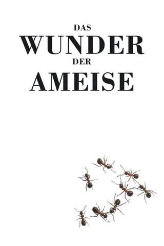 AMEISE
WUNDER
DAS
DER
 