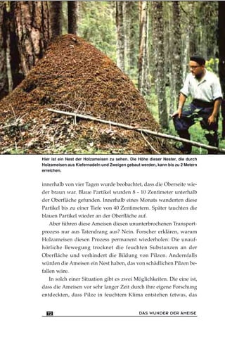 innerhalb von vier Tagen wurde beobachtet, dass die Oberseite wie-
der braun war. Blaue Partikel wurden 8 - 10 Zentimeter unterhalb
der Oberfläche gefunden. Innerhalb eines Monats wanderten diese
Partikel bis zu einer Tiefe von 40 Zentimetern. Später tauchten die
blauen Partikel wieder an der Oberfläche auf.
Aber führen diese Ameisen diesen ununterbrochenen Transport-
prozess nur aus Tatendrang aus? Nein. Forscher erklären, warum
Holzameisen diesen Prozess permanent wiederholen: Die unauf-
hörliche Bewegung trocknet die feuchten Substanzen an der
Oberfläche und verhindert die Bildung von Pilzen. Andernfalls
würden die Ameisen ein Nest haben, das von schädlichen Pilzen be-
fallen wäre.
In solch einer Situation gibt es zwei Möglichkeiten. Die eine ist,
dass die Ameisen vor sehr langer Zeit durch ihre eigene Forschung
entdeckten, dass Pilze in feuchtem Klima entstehen (etwas, das
DAS WUNDER DER AMEISE72
Hier ist ein Nest der Holzameisen zu sehen. Die Höhe dieser Nester, die durch
Holzameisen aus Kiefernadeln und Zweigen gebaut werden, kann bis zu 2 Metern
erreichen.
 