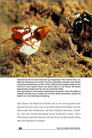 Holzameisen sind für einen Krieg sehr gut ausgerüstet. Wenn Gefahr droht, ver-
biegt die Holzameise den unteren Teil ihres Unterleibes zwischen ihren Beinen
und spritzt Ameisensäure auf ihren Feind. Während des Kampfes beißt sie den
Feind mit ihrem spitzen Kiefer und spritzt Säure in die Wunde. Mit diesen
Eigenschaften fungiert das Tier wie eine chemische Waffe.
Dass die Ameise in ihrem Körper Ameisensäure produziert, ohne sich selbst zu
schaden und dass sie es versteht, sie in bester Weise anzuwenden, zeugt ohne
Zweifel von einer fehlerlosen Schöpfung.
ihres Nestes. Sie betritt eine Kolonie, die sie nie zuvor gesehen oder
gekannt hat und weiß, wen sie in dieser Kolonie beseitigen soll. Sie
überwindet alle Hindernisse. All diese Faktoren beweisen zweifel-
los, dass die Ameisenköniging durch Inspiration agiert. Diese
Phänomene sind klare Beweise für die Kraft und Herrschaft Allahs
über alle lebenden Geschöpfe.
DAS WUNDER DER AMEISE74
 