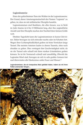 Legionärameisen, die ein temporäres Nest gebildet haben, indem sie mit ihren
Füßen aneinander hängen...
Legionärameise
Eines der gefürchtetsten Tiere der Wälder ist die Legionärameise.
Der Grund, dieser Ameisengemeinschaft den Namen "Legionär" zu
geben, ist, dass sie mit militärischer Disziplin handeln.
Legionärameisen sind Raubtiere, die alles fressen, was in Sicht
ist. Jede Ameise ist 6 bis 12 Millimeter lang, aber ihre unglaubliche
Anzahl und ihre Disziplin machen den Nachteil ihrer kleinen Größe
wett.
Direktes Tageslicht kann die Legionärameisen in kurzer Zeit tö-
ten. Daher bewegen sie sich entweder nachts oder im Schatten fort.
Wegen ihrer Lichtempfindlichkeit graben sie beim Vorrücken lange
Tunnel. Die meisten Ameisen laufen in diesen Tunneln, ohne nach
draußen zu gehen. Dies verringert ihre Geschwindigkeit nicht, da
sie die Tunnel sehr schnell mit ihren starken Unterkiefern graben
können. So ist ihr Vormarsch schnell und unauffällig. Obwohl die
Legionäre blind sind, bewegen sie sich in sehr großen Armeen fort
und überwinden alle Hindernisse außer Feuer und Wasser.34
 