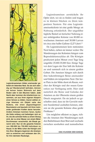 DAS WUNDER DER AMEISE
Legionärsameisen bilden aneinander ge-
kettet ein lebendes Nest. Da sie sich stän-
dig auf Wanderschaft befinden, können
sie keinen festen Wohnsitz auf dem
Boden oder in den Bäumen haben. Jede
Nacht aber kommen die Arbeiterinnen zu-
sammen, um aus ihren eigenen Körpern
einen Schutz zu bilden. Zuerst wählen ei-
nige Ameisen ein Objekt nahe des
Bodens, wie einen abgeschlagenen
Baumstamm und baumeln mit ihren inein-
ander greifenden Krallen daran herunter.
Andere Ameisen kommen heran, laufen
die Kette entlang und befestigen sich an
ihr, bis die schmale Kette zu einem Strang
wird, der zu einer Masse von einem Meter
Durchmesser verschmilzt, die Biwak ge-
nannt wird. Nun ist die gesamte Kolonie
von 200.000 bis 750.000 Individuen zu
Hause. In der Mitte ruhen die Königin und
ihre Brut. Morgens beginnen die Ameisen
sich zu entwirren und verlassen den Ort,
für ihre nächsten Raubzüge.
Legionärameisen zerstückeln ihr
Opfer dort, wo sie es finden und tragen
es in kleinen Stücken zu ihren tem-
porären Nestern. Für eine Legionär-
ameisenkolonie ist eine große Menge an
Nahrung erforderlich. Der ungefähre
tägliche Bedarf an tierischer Nahrung ei-
ner mittelgroßen Kolonie von 80.000 er-
wachsenen Ameisen und 30.000 Larven
ist circa eine halbe Gallone (2,27 Liter).35
Da Legionärameisen kein stationäres
Nest haben, ziehen sie immer weiter. Die
Wanderungen der Kolonien hängen vom
Reproduktionszyklus ab. Die Königin
produziert jeden Monat zwei Tage lang
ungefähr 25.000-35.000 Eier. Einige Tage
vor dem Legen der Eier hält die Kolonie
an und sammelt sich in einem großen
Gebiet. Die Ameisen hängen sich durch
ihre hakenförmigen Beine aneinander
und bilden ein temporäres Nest. Der lee-
re Platz in der Mitte dient als Raum, wel-
cher der Königin und der neuen Gene-
ration zur Verfügung steht. Hier sind
natürlich die Beine und Gelenke der
Ameisen an der Oberseite einem großen
Druck ausgesetzt. Da sie jedoch so ge-
schaffen sind, dass sie ihr Gewicht meh-
rere hundertmal aushalten können, stüt-
zen sie die gesamte Kolonie ohne große
Probleme.36
Um möglichst effizient zu jagen, rich-
ten die Ameisen ihre Wanderungen nach
den Bedürfnissen ihrer Brut und wechseln
zwischen sesshaften und nomadischen
 