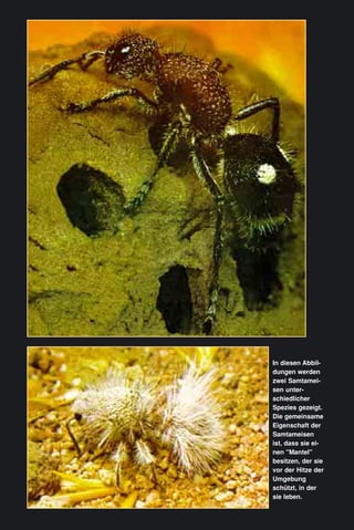 In diesen Abbil-
dungen werden
zwei Samtamei-
sen unter-
schiedlicher
Spezies gezeigt.
Die gemeinsame
Eigenschaft der
Samtameisen
ist, dass sie ei-
nen "Mantel"
besitzen, der sie
vor der Hitze der
Umgebung
schützt, in der
sie leben.
 