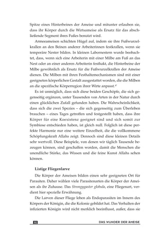 Spitze eines Hinterbeines der Ameise und mitunter erlauben sie,
dass ihr Körper durch die Wirtsameise als Ersatz für das absch-
ließende Segment ihres Fußes benutzt wird.
Armeeameisen schichten Hügel auf, indem sie ihre Fußwurzel-
krallen an den Beinen anderer Arbeiterinnen festkrallen, wenn sie
temporäre Nester bilden. In kleinen Labornestern wurde beobach-
tet, dass, wenn sich eine Arbeiterin mit einer Milbe am Fuß an das
Nest oder an einer anderen Arbeiterin festhakt, die Hinterbeine der
Milbe gewöhnlich als Ersatz für die Fußwurzelkrallen der Ameise
dienen. Die Milben mit ihren Festhaltemechanismen sind mit einer
geeigneten körperlichen Gestalt ausgestattet worden, die die Milben
an die spezifische Körperregion ihrer Wirte anpasst.47
Es ist unmöglich, dass sich diese beiden Geschöpfe, die sich ge-
genseitig ergänzen, unter Tausenden von Arten in der Natur durch
einen glücklichen Zufall gefunden haben. Die Wahrscheinlichkeit,
dass sich die zwei Spezies – die sich gegenseitig zum Überleben
brauchen – eines Tages getroffen und festgestellt haben, dass ihre
Körper für eine Koexistenz geeignet sind und sich somit zur
Symbiose entschieden haben, ist gleich null. Folglich ist diese per-
fekte Harmonie nur eine weitere Einzelheit, die die vollkommene
Schöpfungskraft Allahs zeigt. Dennoch sind diese kleinen Details
sehr wertvoll. Diese Beispiele, von denen wir täglich Tausende be-
zeugen können, sind geschaffen worden, damit die Menschen die
unendliche Stärke, das Wissen und die feine Kunst Allahs sehen
können.
Listige Fliegenlarve
Die Körper der Ameisen bilden einen sehr geeigneten Ort für
Parasiten. Daher wählen viele Parasitenarten die Körper der Amei-
sen als ihr Zuhause. Das Strongygaster globula, eine Fliegenart, ver-
dient hier spezielle Erwähnung.
Die Larven dieser Fliege leben als Endoparasiten im Innern des
Körpers der Königin, die die Kolonie gebildet hat. Das Verhalten der
infizierten Königin wird nicht merklich beeinflusst, außer, dass sie
DAS WUNDER DER AMEISE90
 