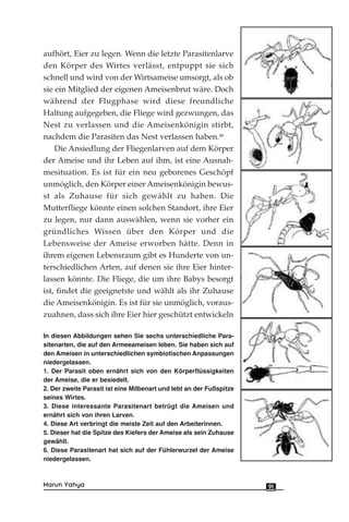 aufhört, Eier zu legen. Wenn die letzte Parasitenlarve
den Körper des Wirtes verlässt, entpuppt sie sich
schnell und wird von der Wirtsameise umsorgt, als ob
sie ein Mitglied der eigenen Ameisenbrut wäre. Doch
während der Flugphase wird diese freundliche
Haltung aufgegeben, die Fliege wird gezwungen, das
Nest zu verlassen und die Ameisenkönigin stirbt,
nachdem die Parasiten das Nest verlassen haben.48
Die Ansiedlung der Fliegenlarven auf dem Körper
der Ameise und ihr Leben auf ihm, ist eine Ausnah-
mesituation. Es ist für ein neu geborenes Geschöpf
unmöglich, den Körper einer Ameisenkönigin bewus-
st als Zuhause für sich gewählt zu haben. Die
Mutterfliege könnte einen solchen Standort, ihre Eier
zu legen, nur dann auswählen, wenn sie vorher ein
gründliches Wissen über den Körper und die
Lebensweise der Ameise erworben hätte. Denn in
ihrem eigenen Lebensraum gibt es Hunderte von un-
terschiedlichen Arten, auf denen sie ihre Eier hinter-
lassen könnte. Die Fliege, die um ihre Babys besorgt
ist, findet die geeignetste und wählt als ihr Zuhause
die Ameisenkönigin. Es ist für sie unmöglich, voraus-
zuahnen, dass sich ihre Eier hier geschützt entwickeln
91Harun Yahya
In diesen Abbildungen sehen Sie sechs unterschiedliche Para-
sitenarten, die auf den Armeeameisen leben. Sie haben sich auf
den Ameisen in unterschiedlichen symbiotischen Anpassungen
niedergelassen.
1. Der Parasit oben ernährt sich von den Körperflüssigkeiten
der Ameise, die er besiedelt.
2. Der zweite Parasit ist eine Milbenart und lebt an der Fußspitze
seines Wirtes.
3. Diese interessante Parasitenart betrügt die Ameisen und
ernährt sich von ihren Larven.
4. Diese Art verbringt die meiste Zeit auf den Arbeiterinnen.
5. Dieser hat die Spitze des Kiefers der Ameise als sein Zuhause
gewählt.
6. Diese Parasitenart hat sich auf der Fühlerwurzel der Ameise
niedergelassen.
 