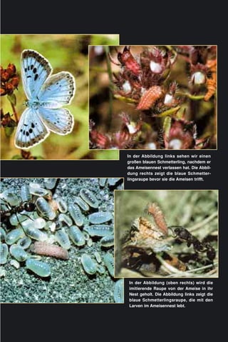In der Abbildung (oben rechts) wird die
imitierende Raupe von der Ameise in ihr
Nest geholt. Die Abbildung links zeigt die
blaue Schmetterlingsraupe, die mit den
Larven im Ameisennest lebt.
In der Abbildung links sehen wir einen
großen blauen Schmetterling, nachdem er
das Ameisennest verlassen hat. Die Abbil-
dung rechts zeigt die blaue Schmetter-
lingsraupe bevor sie die Ameisen trifft.
 