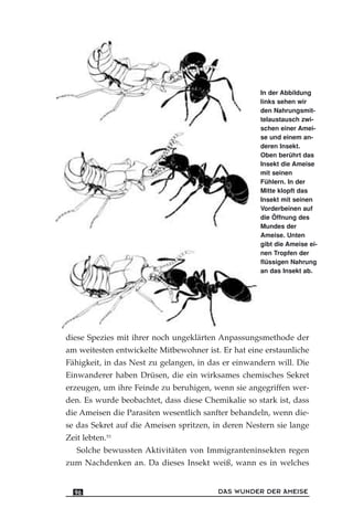 diese Spezies mit ihrer noch ungeklärten Anpassungsmethode der
am weitesten entwickelte Mitbewohner ist. Er hat eine erstaunliche
Fähigkeit, in das Nest zu gelangen, in das er einwandern will. Die
Einwanderer haben Drüsen, die ein wirksames chemisches Sekret
erzeugen, um ihre Feinde zu beruhigen, wenn sie angegriffen wer-
den. Es wurde beobachtet, dass diese Chemikalie so stark ist, dass
die Ameisen die Parasiten wesentlich sanfter behandeln, wenn die-
se das Sekret auf die Ameisen spritzen, in deren Nestern sie lange
Zeit lebten.53
Solche bewussten Aktivitäten von Immigranteninsekten regen
zum Nachdenken an. Da dieses Insekt weiß, wann es in welches
DAS WUNDER DER AMEISE96
In der Abbildung
links sehen wir
den Nahrungsmit-
telaustausch zwi-
schen einer Amei-
se und einem an-
deren Insekt.
Oben berührt das
Insekt die Ameise
mit seinen
Fühlern. In der
Mitte klopft das
Insekt mit seinen
Vorderbeinen auf
die Öffnung des
Mundes der
Ameise. Unten
gibt die Ameise ei-
nen Tropfen der
flüssigen Nahrung
an das Insekt ab.
 