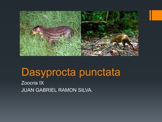 Dasyprocta punctata
Zoocria IX
JUAN GABRIEL RAMON SILVA.
 