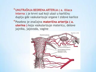*UNUTRAŠNJA BEDRENA ARTERIJA ( a. illiaca
interna ) je krvni sud koji ulazi u karličnu
duplju gde vaskularizuje organe I zidove karlice
*Posebno je značajna materična arterija ( a.
uterina ) koja vaskularizuje matericu, delove
jajnika, jajovoda, vagine
 
