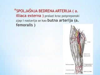 *SPOLJAŠNJA BEDRENA ARTERIJA ( a.
illiaca externa ) prolazi kroz potpreponski
zjap I nastavlja se kao butna arterija (a.
femoralis )
 