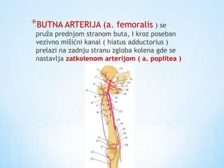 *BUTNA ARTERIJA (a. femoralis ) se
pruža prednjom stranom buta, I kroz poseban
vezivno mišićni kanal ( hiatus adductorius )
prelazi na zadnju stranu zgloba kolena gde se
nastavlja zatkolenom arterijom ( a. poplitea )
 