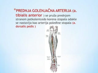 *PREDNJA GOLENJAČNA ARTERIJA (a.
tibialis anterior ) se pruža prednjom
stranom potkolenicedo korena stopala odakle
se nastavlja kao arterija poleđine stopala (a.
dorsalis pedis )
 