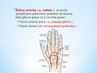 *Žbična arterija ( a. radialis ) se pruža
spoljašnjom polovinom podlakta do korena
šake gde se grana na 2 završne grane:
Glavnu arteriju palca ( a. princeps pollicis )
Duboki dlanski luk ( arcus palmaris profundus )
 