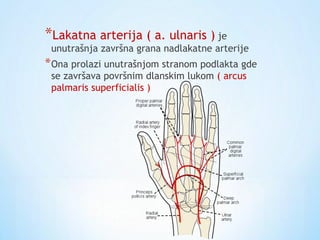 *Lakatna arterija ( a. ulnaris ) je
unutrašnja završna grana nadlakatne arterije
*Ona prolazi unutrašnjom stranom podlakta gde
se završava površnim dlanskim lukom ( arcus
palmaris superficialis )
 