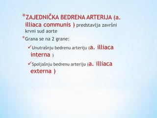 *ZAJEDNIČKA BEDRENA ARTERIJA (a.
illiaca communis ) predstavlja završni
krvni sud aorte
*Grana se na 2 grane:
Unutrašnju bedrenu arteriju (a. illiaca
interna )
Spoljašnju bedrenu arteriju (a. illiaca
externa )
 
