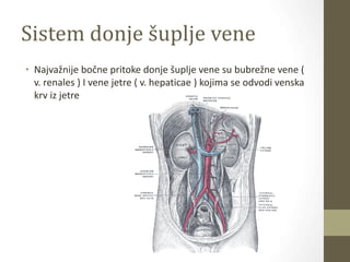 Sistem donje šuplje vene
• Najvažnije bočne pritoke donje šuplje vene su bubrežne vene (
v. renales ) I vene jetre ( v. hepaticae ) kojima se odvodi venska
krv iz jetre
 