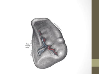 gornja i donja suplja vena