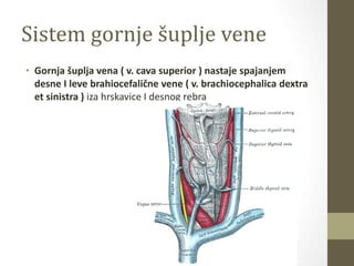 Sistem gornje šuplje vene
• Gornja šuplja vena ( v. cava superior ) nastaje spajanjem
desne I leve brahiocefalične vene ( v. brachiocephalica dextra
et sinistra ) iza hrskavice I desnog rebra
 