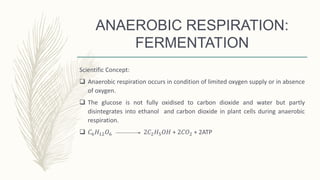 ANAEROBIC RESPIRATION:
FERMENTATION
Scientific Concept:
 Anaerobic respiration occurs in condition of limited oxygen supply or in absence
of oxygen.
 The glucose is not fully oxidised to carbon dioxide and water but partly
disintegrates into ethanol and carbon dioxide in plant cells during anaerobic
respiration.
 𝐶6 𝐻12 𝑂6 2𝐶2 𝐻5 𝑂𝐻 + 2𝐶𝑂2 + 2ATP
 