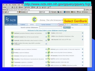 Overview of GenBank and SRS Molecular Databases and Search Tools | PPT