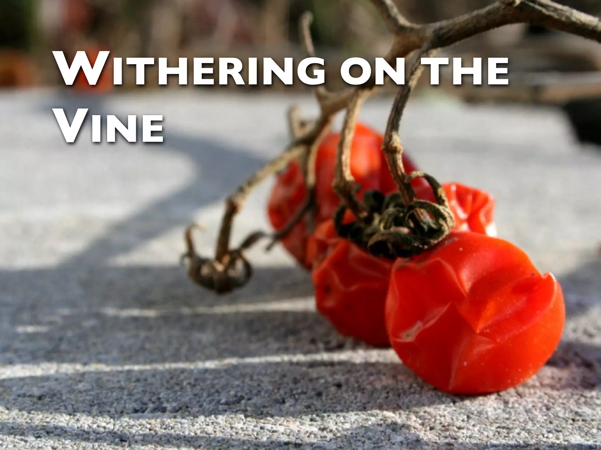 WITHERING ON THE VINE 