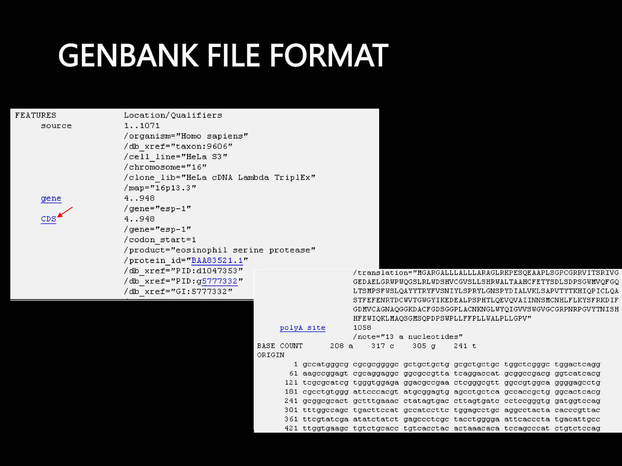 GENBANK FILE FORMAT
 