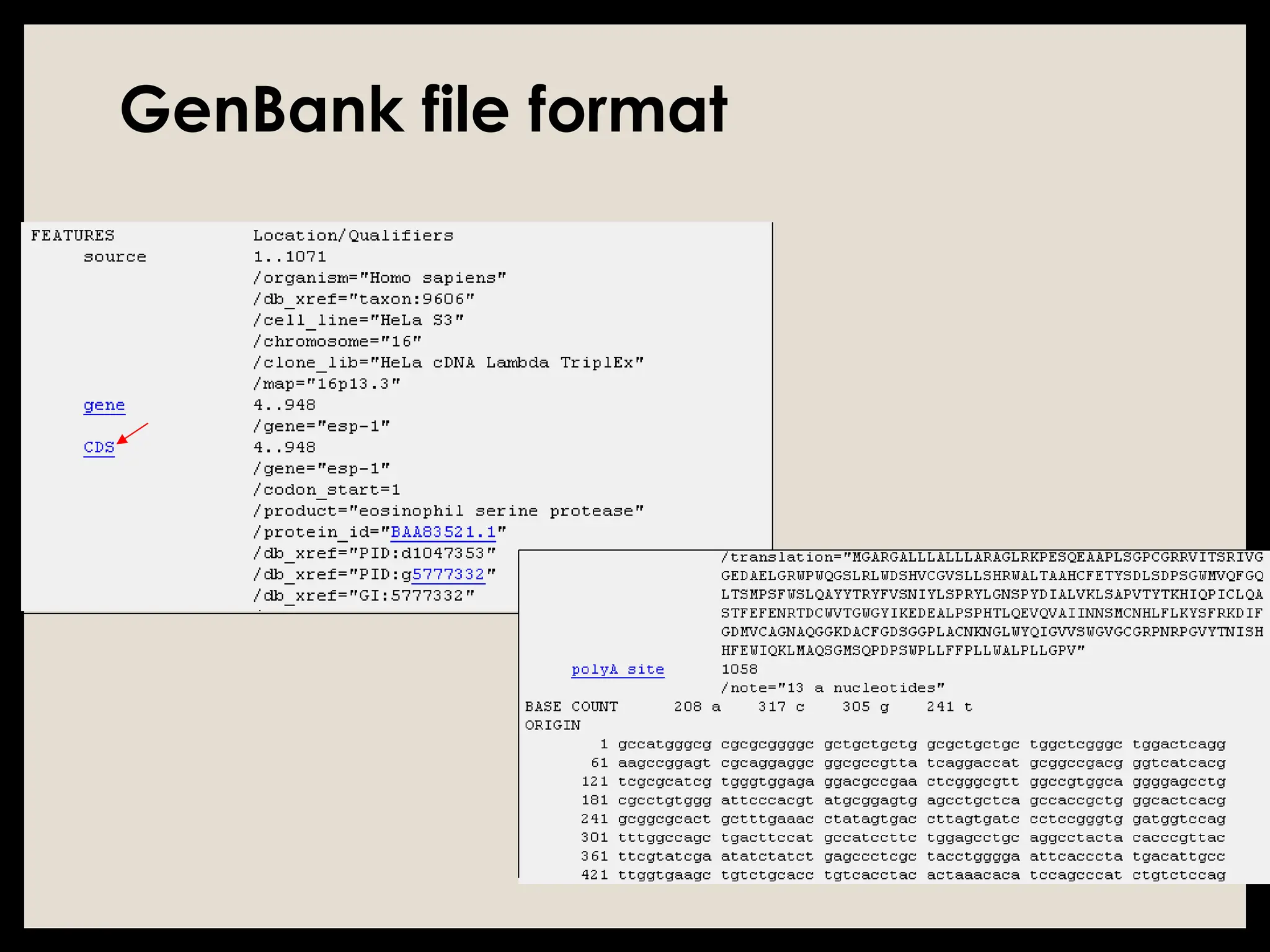 GenBank file format
 