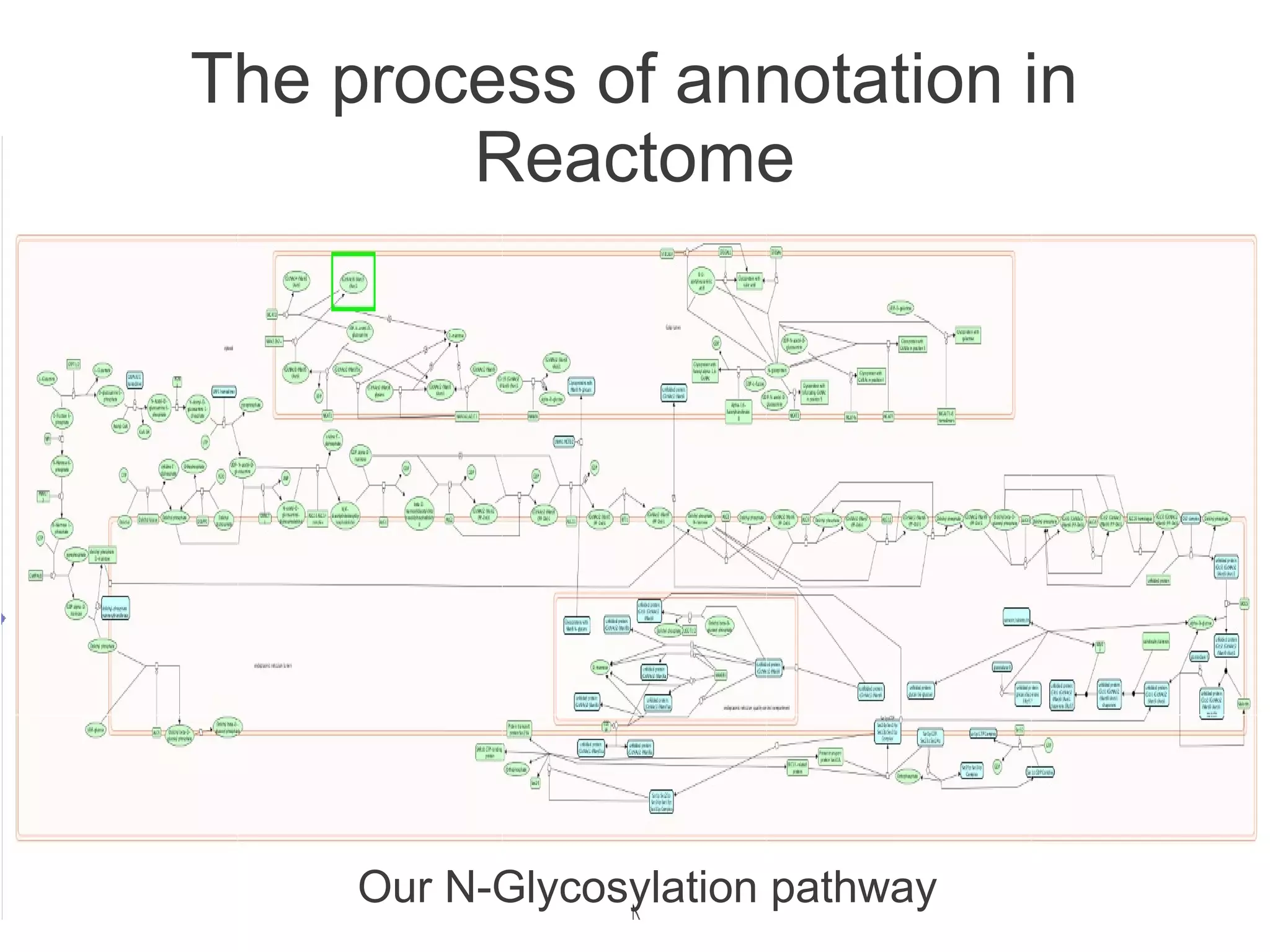 The process of annotation in
        Reactome




     Our N-Glycosylation pathway
 