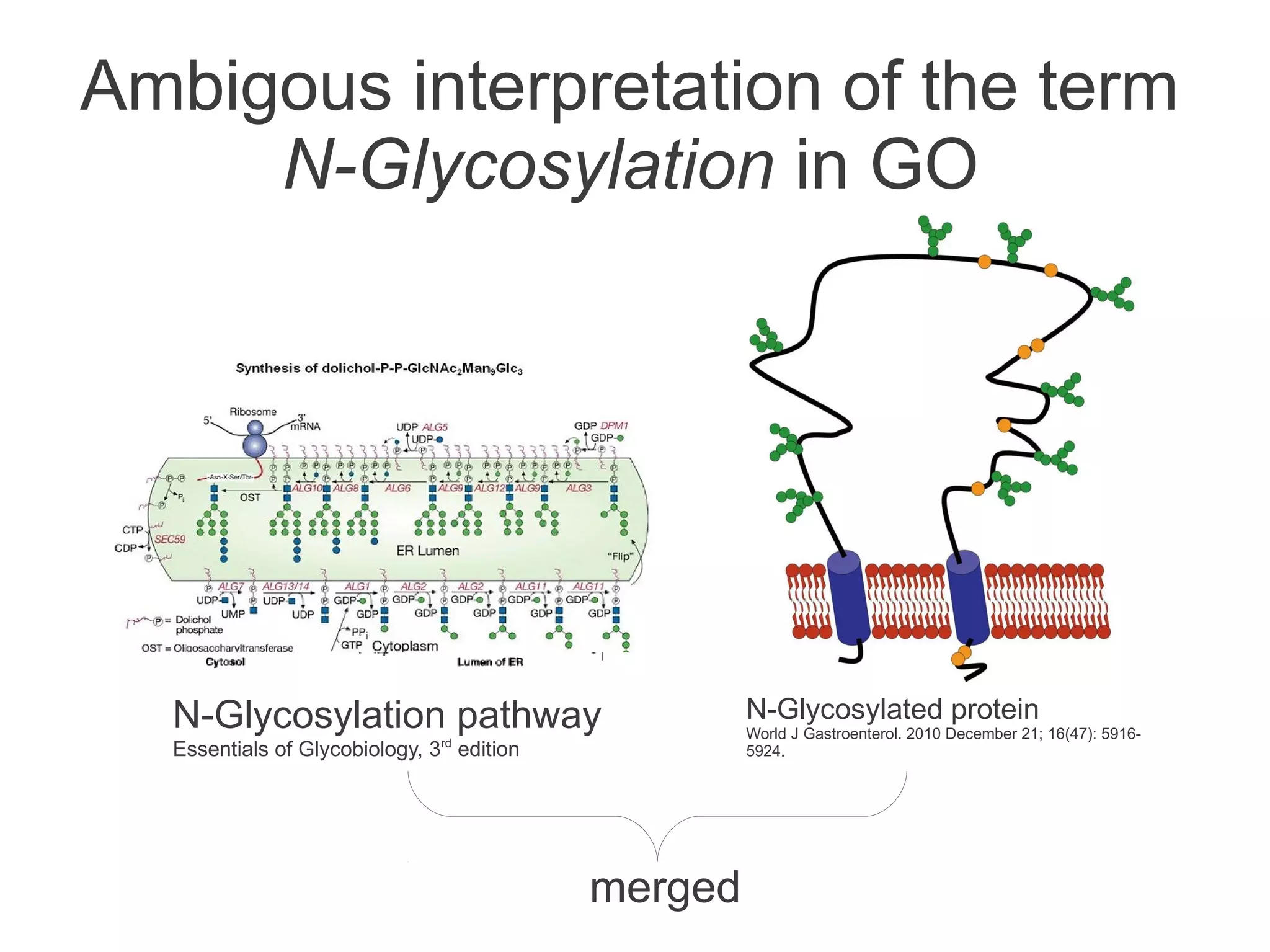 Ambigous interpretation of the term
     N-Glycosylation in GO




  N-Glycosylation pathway                            N-Glycosylated protein
                                                     World J Gastroenterol. 2010 December 21; 16(47): 5916-
  Essentials of Glycobiology, 3rd edition            5924.




                                            merged
 