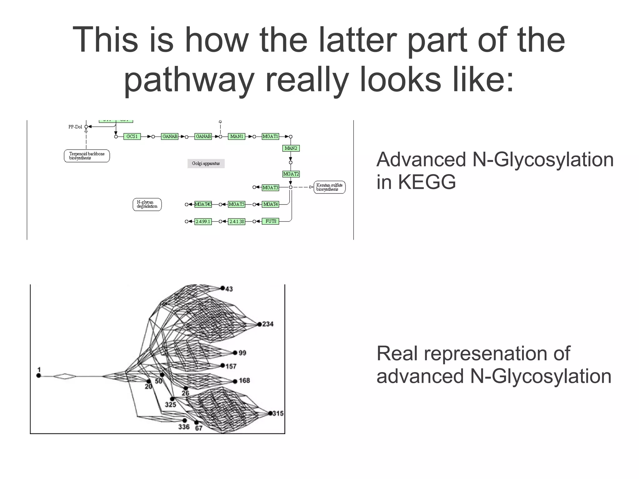 This is how the latter part of the
   pathway really looks like:

                    Advanced N-Glycosylation
                    in KEGG




                    Real represenation of
                    advanced N-Glycosylation
 