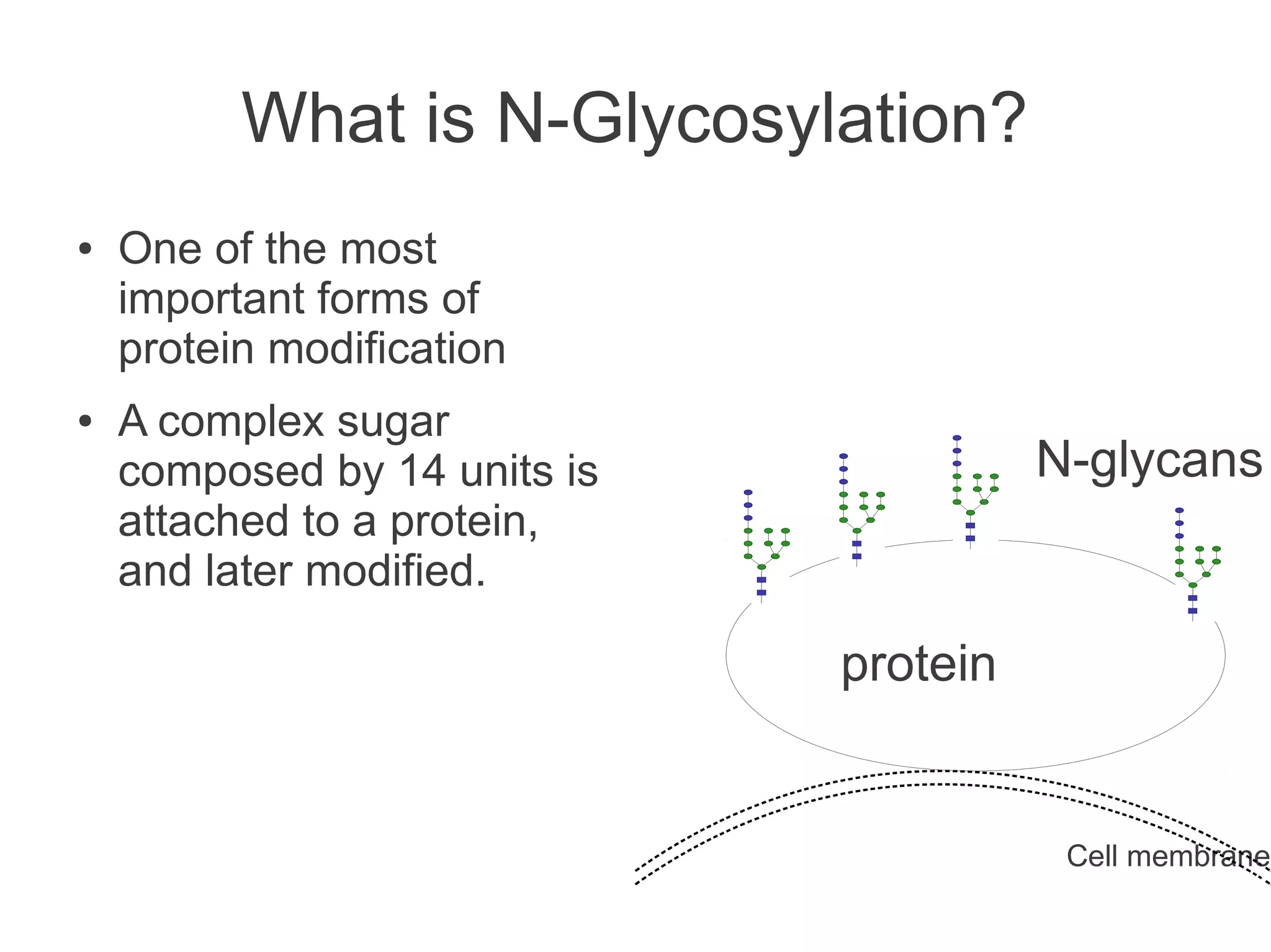 What is N-Glycosylation?
●   One of the most
    important forms of
    protein modification
●   A complex sugar
    composed by 14 units is             N-glycans
    attached to a protein,
    and later modified.

                              protein


                                         Cell membrane
 