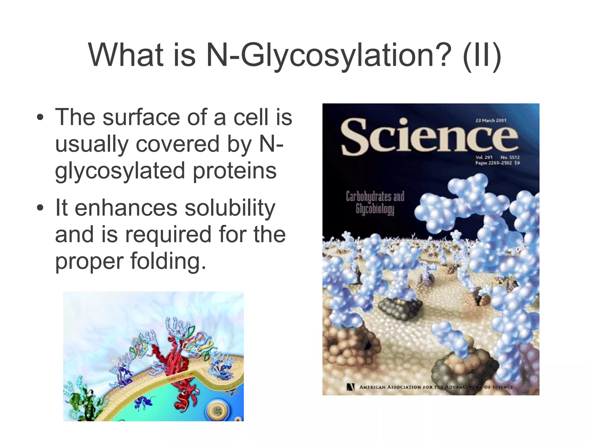 What is N-Glycosylation? (II)
●   The surface of a cell is
    usually covered by N-
    glycosylated proteins
●   It enhances solubility
    and is required for the
    proper folding.
 