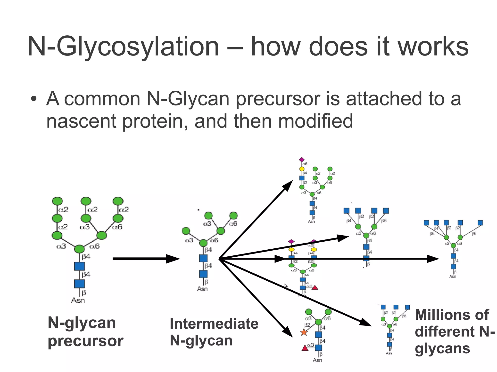N-Glycosylation – how does it works
●   A common N-Glycan precursor is attached to a
    nascent protein, and then modified




                                           Millions of
    N-glycan     Intermediate
                                           different N-
    precursor    N-glycan
                                           glycans
 