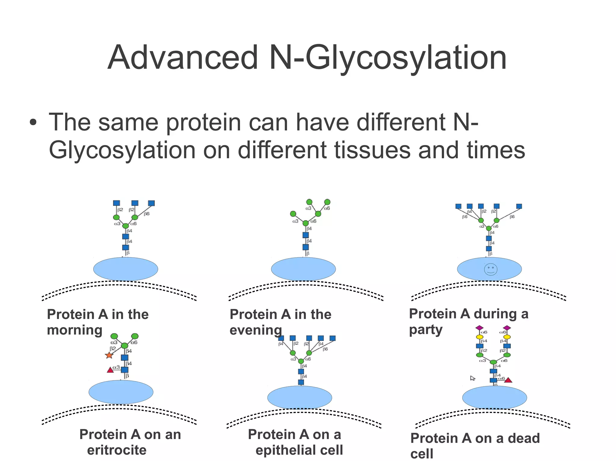 Advanced N-Glycosylation
●   The same protein can have different N-
    Glycosylation on different tissues and times




    Protein A in the       Protein A in the     Protein A during a
    morning                evening              party




         Protein A on an     Protein A on a     Protein A on a dead
          eritrocite          epithelial cell   cell
 