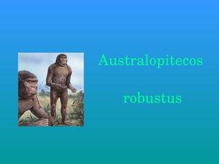Australopitecos  robustus 