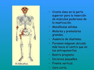 australopithecus robustus | PPT | Large Animals | Pets