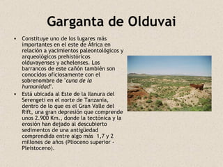Garganta de Olduvai Constituye uno de los lugares más importantes en el este de África en relación a yacimientos paleontológicos y arqueológicos prehistóricos olduvayenses y achelenses. Los barrancos de este cañón también son conocidos oficiosamente con el sobrenombre de " cuna de la humanidad ". Está ubicada al Este de la llanura del Serengeti en el norte de Tanzania, dentro de lo que es el Gran Valle del Rift, una gran depresión que comprende unos 2.900 Km., donde la tectónica y la erosión han dejado al descubierto sedimentos de una antigüedad comprendida entre algo más  1,7 y 2 millones de años (Plioceno superior - Pleistoceno). 