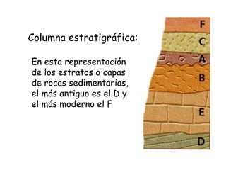 En esta representación de los estratos o capas de rocas sedimentarias, el más antiguo es el D y el más moderno el F Column...