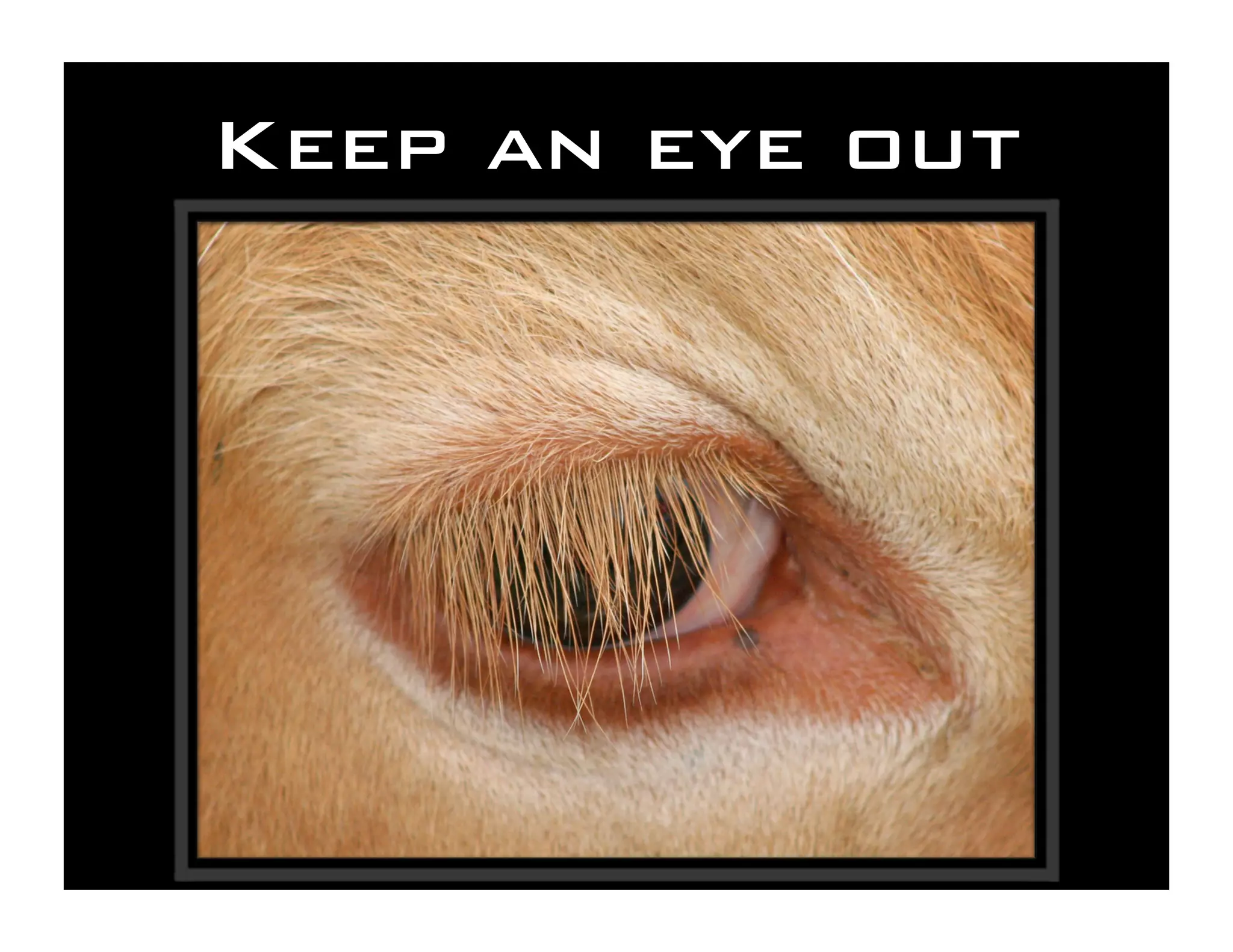 Save the Cows! Cyberinfrastructure for the Rest of Us