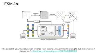 ESM-1b
“Biological structure and function emerge from scaling unsupervised learning to 250 million protein
sequences”, https://www.pnas.org/content/118/15/e2016239118
 