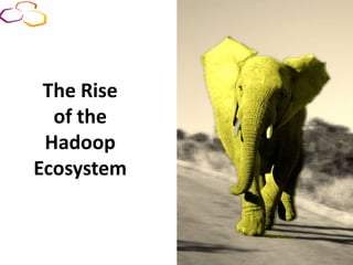 The Rise
of the
Hadoop
Ecosystem
 