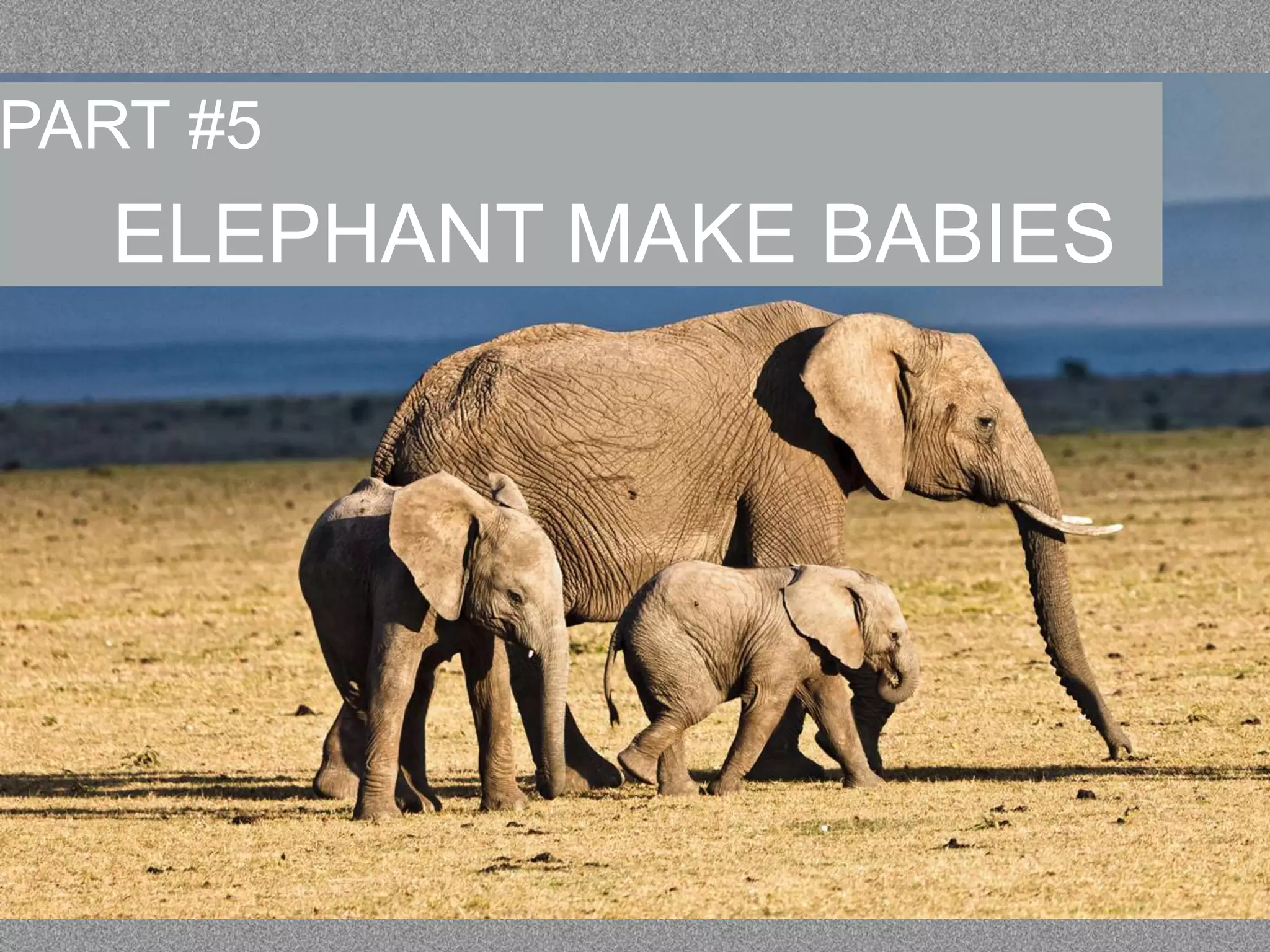 PART #5

ELEPHANT MAKE BABIES

 
