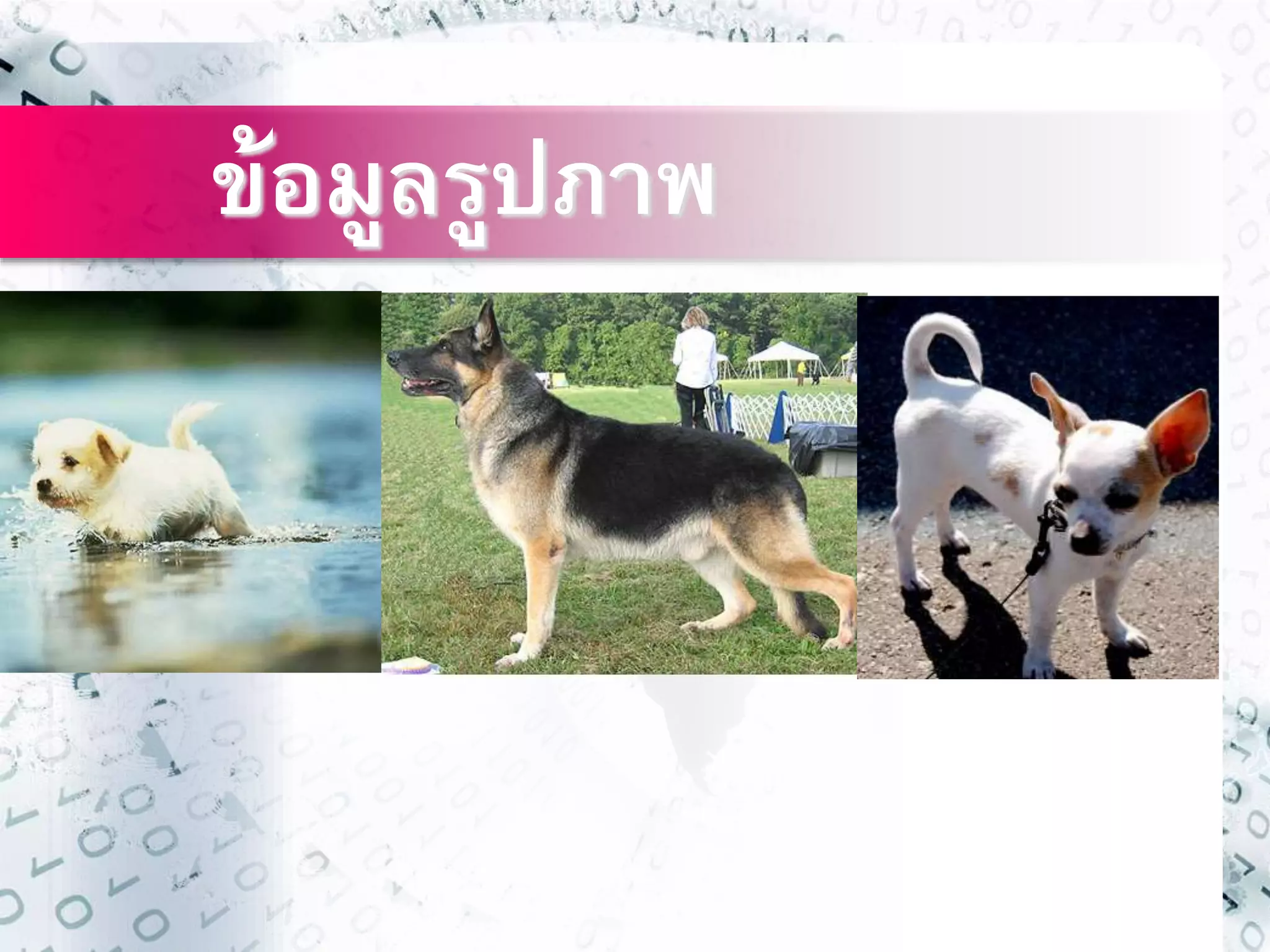 ข้อมูลรูปภาพ 
 