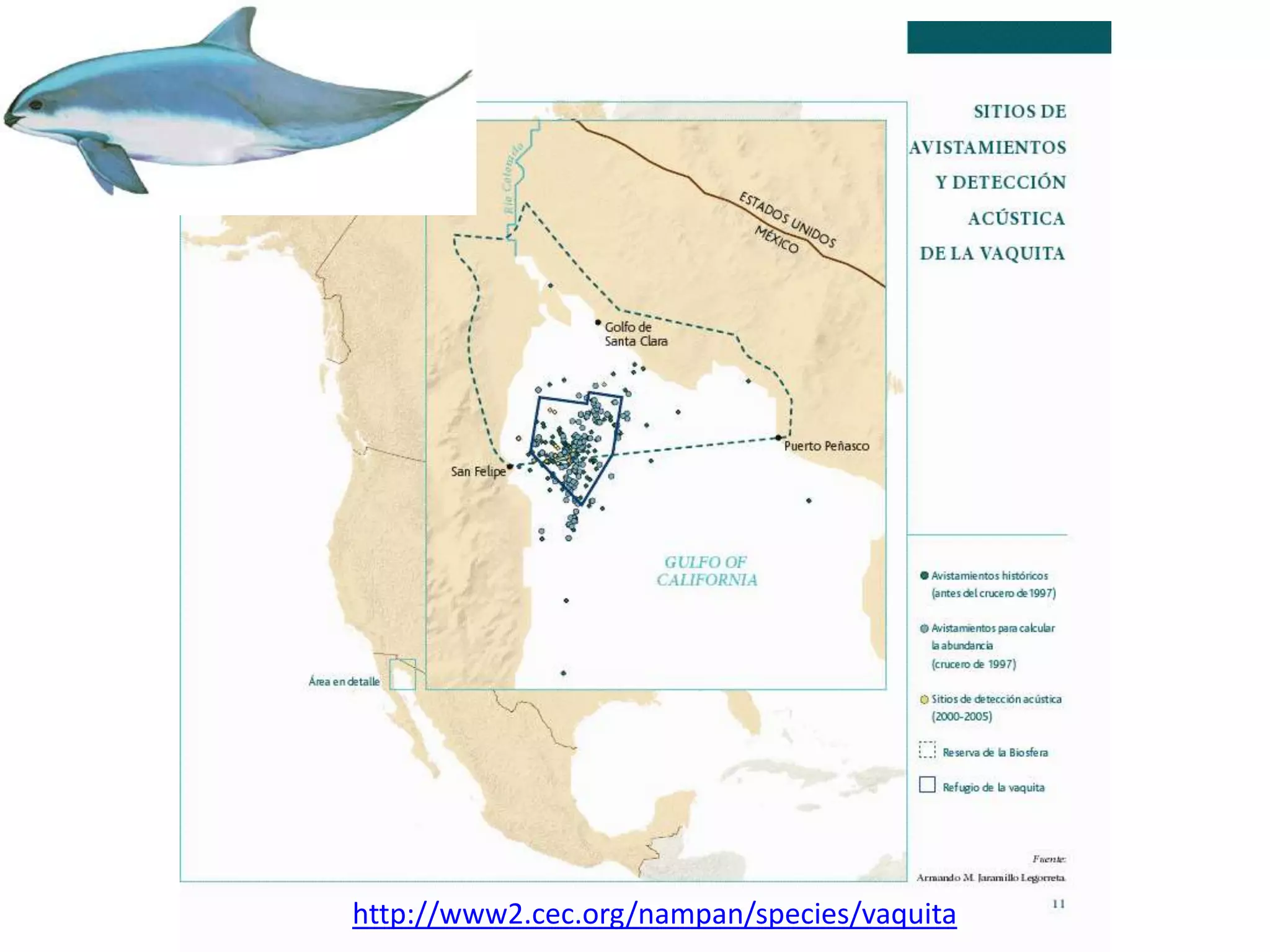 http://www2.cec.org/nampan/species/vaquita
 